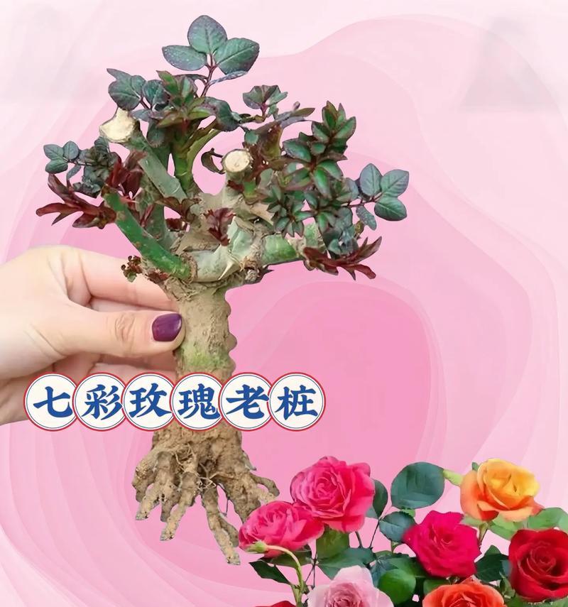 新栽培玫瑰花的正确浇水方法是什么？