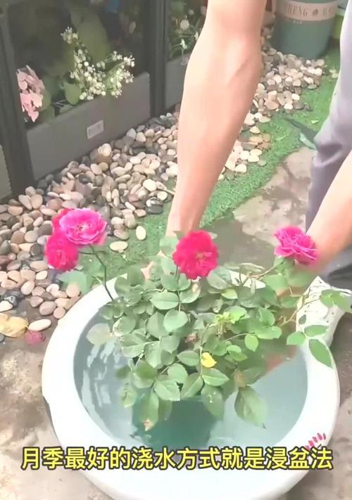 新栽培玫瑰花的正确浇水方法是什么？