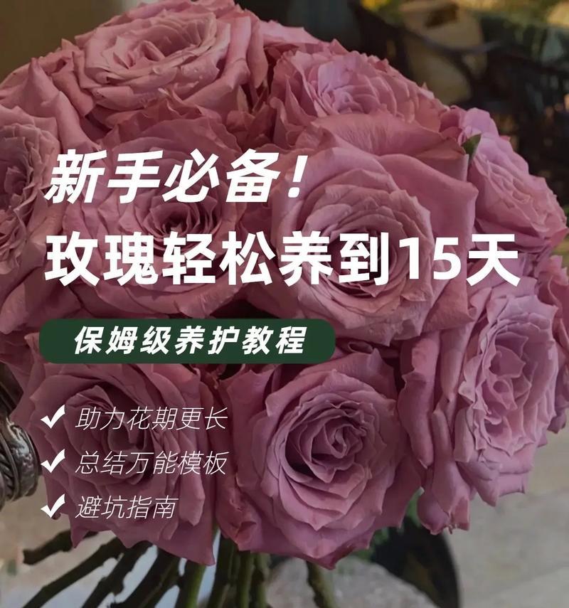 快枯萎的玫瑰花如何挽救？