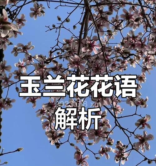 玉兰花的花语有哪些经典语录？代表了什么？