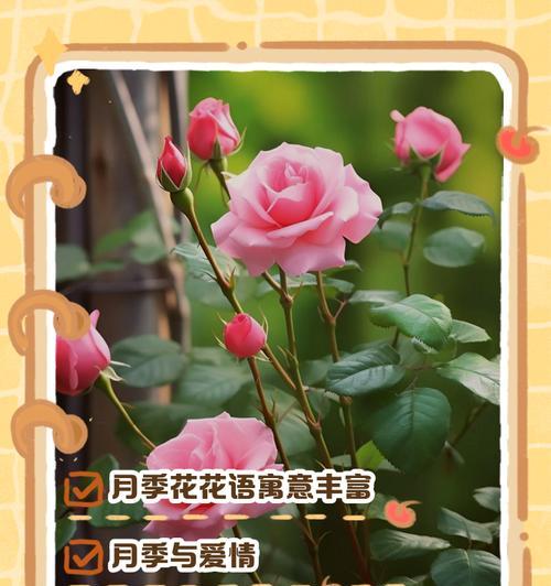 圣诞节送花有哪些花语含义？