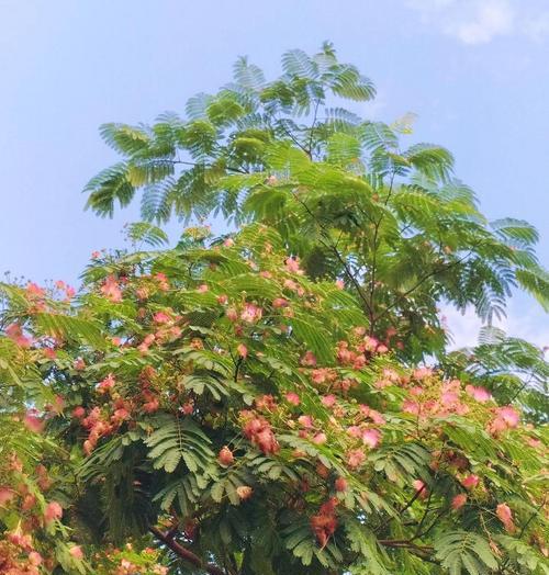 合欢花除了快乐还有哪些花语？