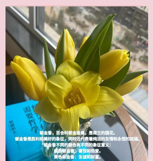 郁金香的花语有哪些含义？