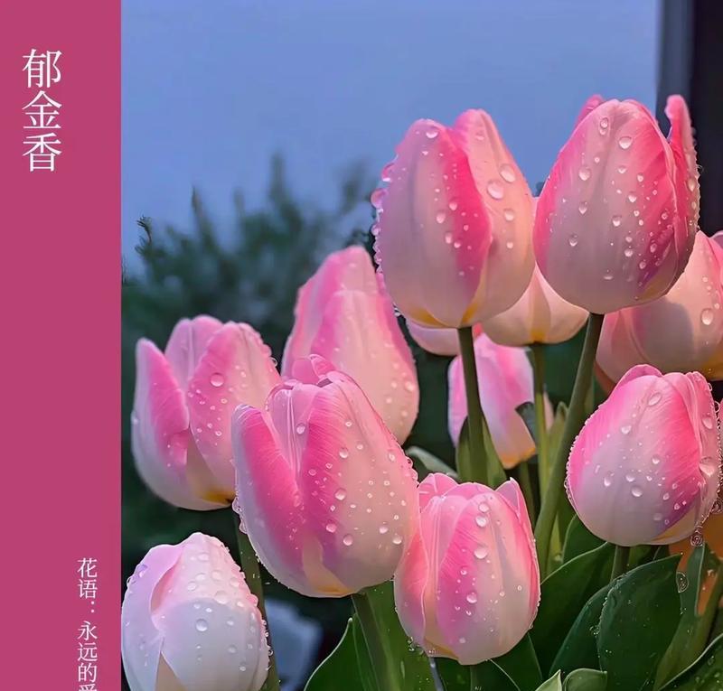 郁金香的花语有哪些含义？
