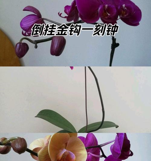 兰花的花语及其象征意义是什么？