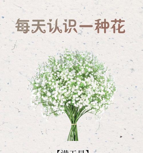 满天星花的花语是什么？满天星花语有哪些含义？