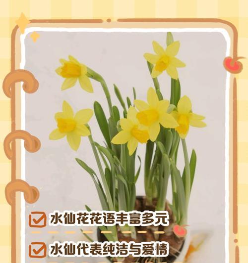 雪白水仙花的花语是什么？水仙花语有哪些寓意？