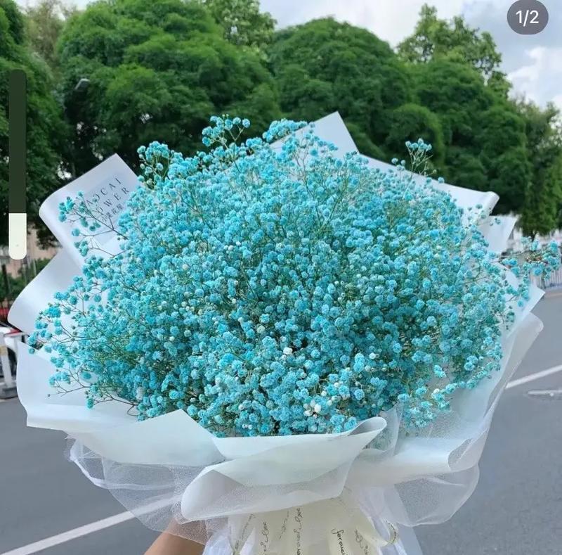 满天星花语代表什么含义？