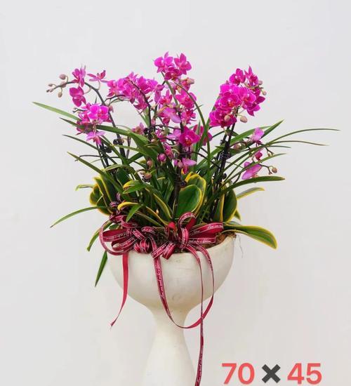 金玉满堂蝴蝶兰的花语有何特别？