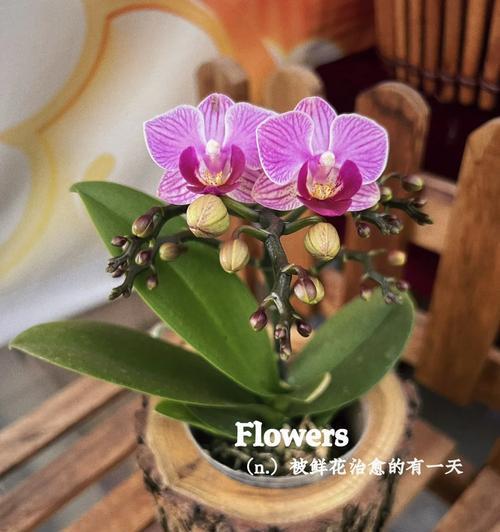 金玉满堂蝴蝶兰的花语有何特别？