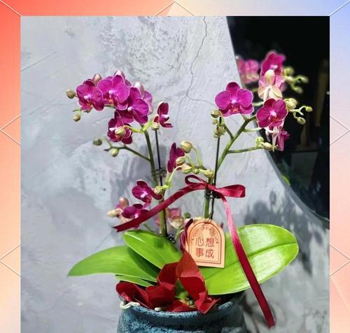 金玉满堂蝴蝶兰的花语有何特别？