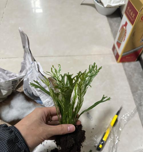 鸟巢蕨的花语代表什么？它有什么特别含义？