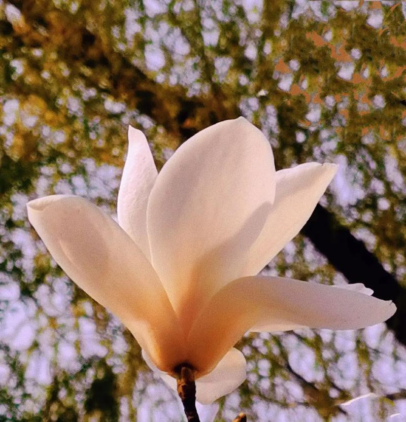 玉兰花的花语象征着什么？它有哪些寓意？