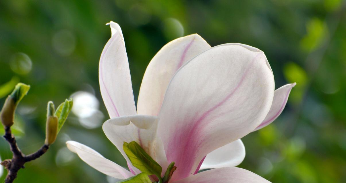 玉兰花的花语象征着什么？它有哪些寓意？