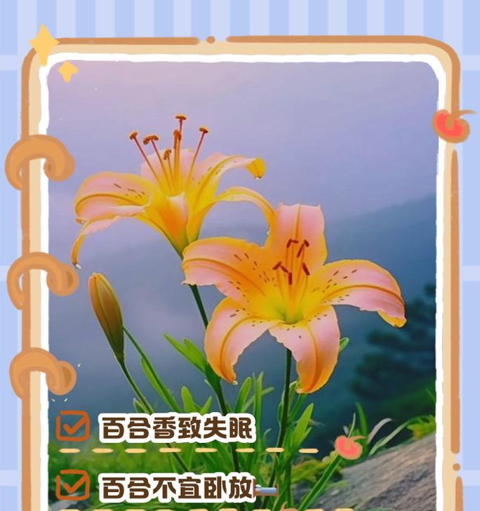 百合花有哪些传说及其花语？