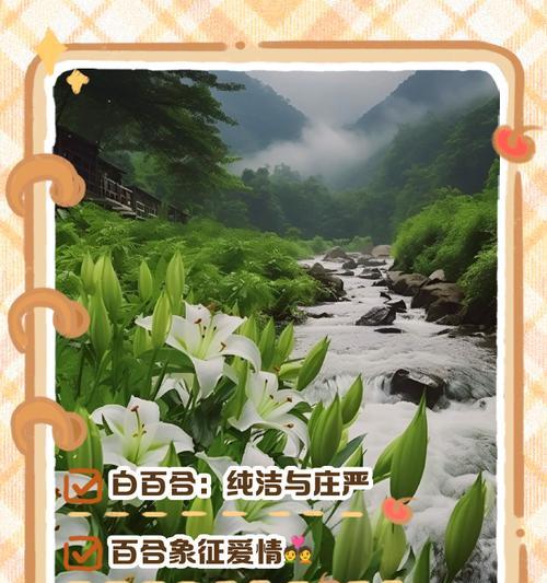百合花象征的花语有哪些？