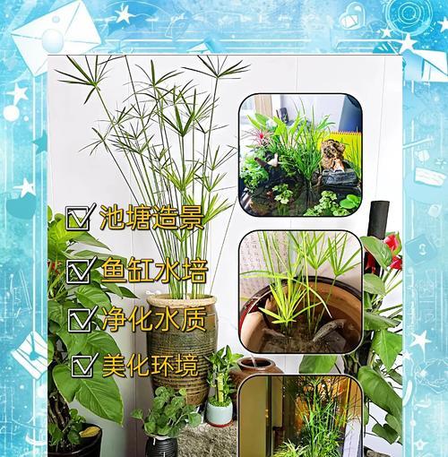 花叶水竹草的花语是什么？花叶水竹草代表了什么？