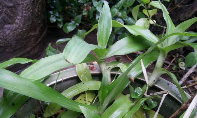 花叶水竹草的花语是什么？花叶水竹草代表了什么？