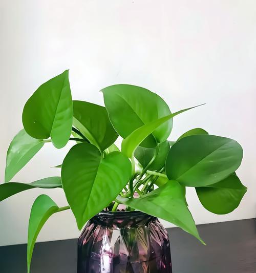 哪些花语代表严谨？严谨的花语有哪些？