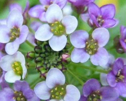 哪些花语代表留住回忆？留住回忆的花语是什么？
