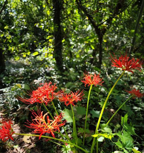 哪些花语代表留住回忆？留住回忆的花语是什么？