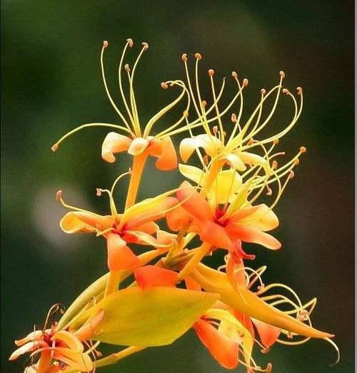 无忧花的花语寓意是什么？无忧花代表了什么？