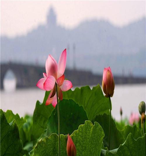 莲花的花语是什么？莲花在文化中代表什么？