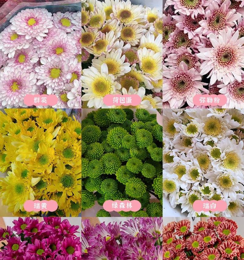 雏菊的隐藏花语有哪些？如何发现雏菊的秘密含义？