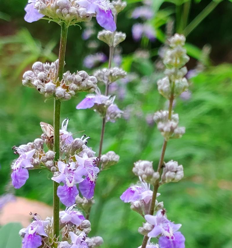 春天野花的花语是什么？春天野花代表什么？