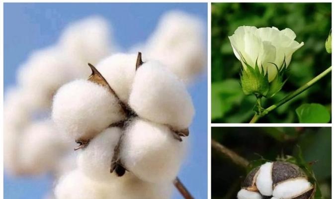 韩国棉花的花语是什么？韩国棉花有何特别寓意？