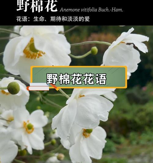 韩国棉花的花语是什么？韩国棉花有何特别寓意？