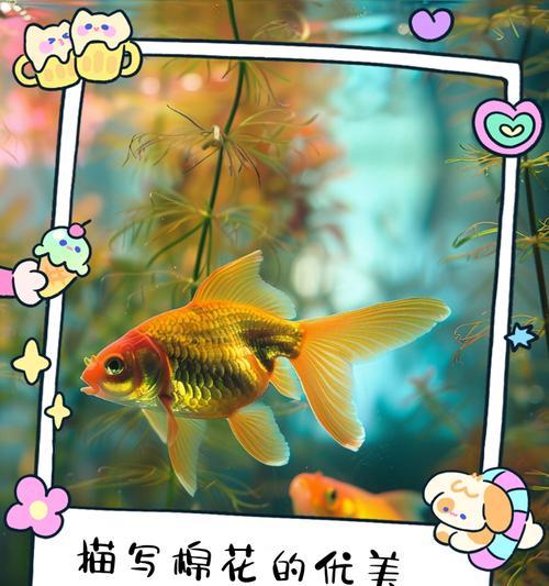 韩国棉花的花语是什么？韩国棉花有何特别寓意？