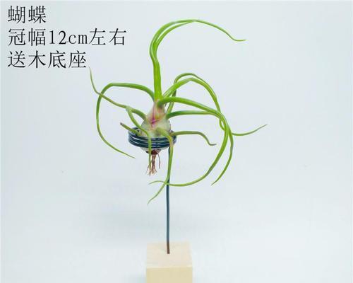 空气风梨的花语是什么？空气风梨有何特别含义？