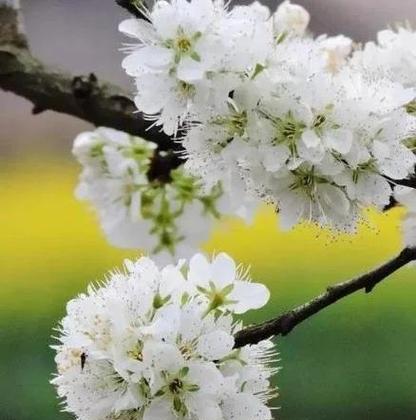 空气风梨的花语是什么？空气风梨有何特别含义？