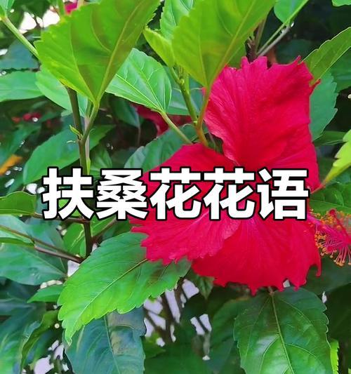 扶桑的寓意及花语是什么？扶桑花代表什么？