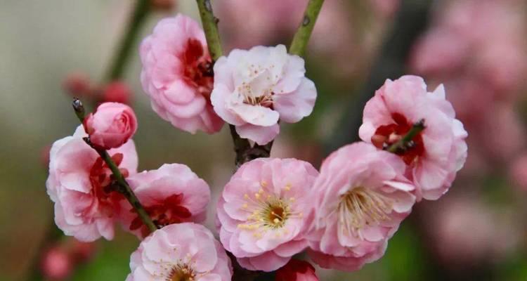 粉红腊梅的花语是什么？粉红腊梅代表什么？