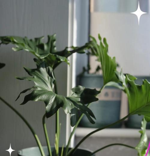 植物双线芋花语是什么？双线芋有何特别寓意？