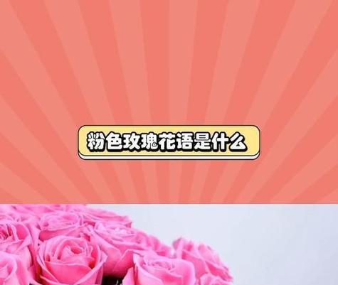 456玫瑰花语是什么？456朵玫瑰代表什么意义？