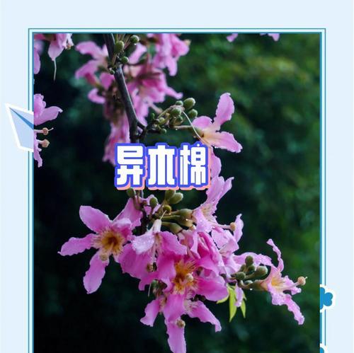 关于妒忌的花语有哪些？如何用花语表达妒忌？