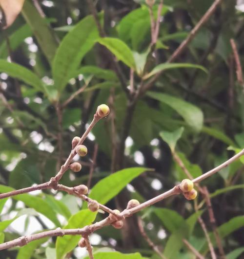 绿色腊梅的花语是什么？绿色腊梅有何象征意义？