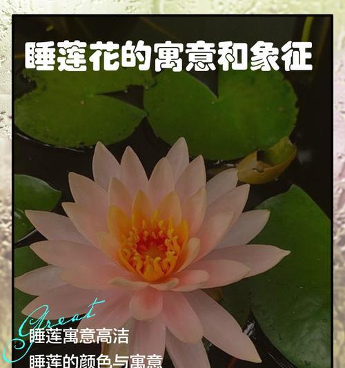 观音莲花的寓意是什么？如何表达莲花的花语？