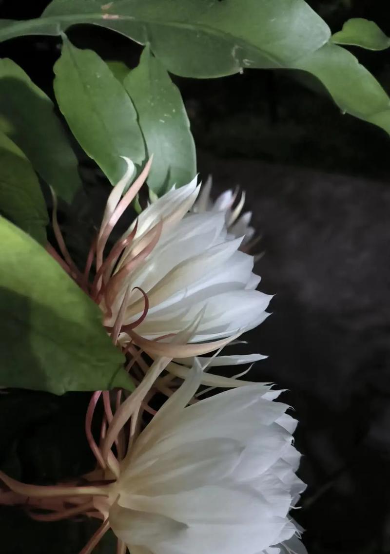 昙花的花语是什么？昙花的寓意好吗？