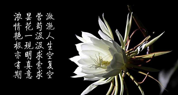 昙花的花语是什么？昙花的寓意好吗？