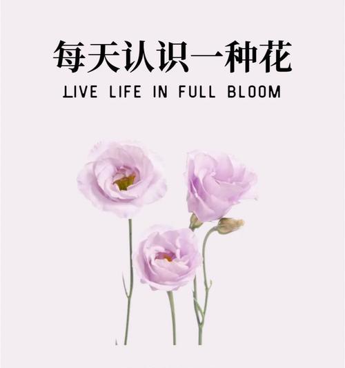 如何用花语表达对恋人的感情？表达恋人情感的花语有哪些？