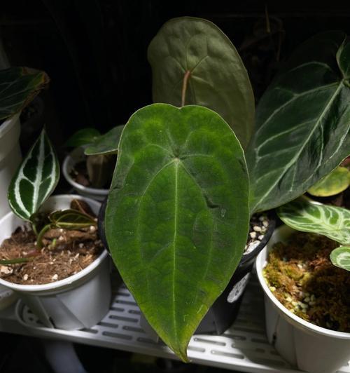 绿色花烛的花语是什么？绿色花烛代表了什么？