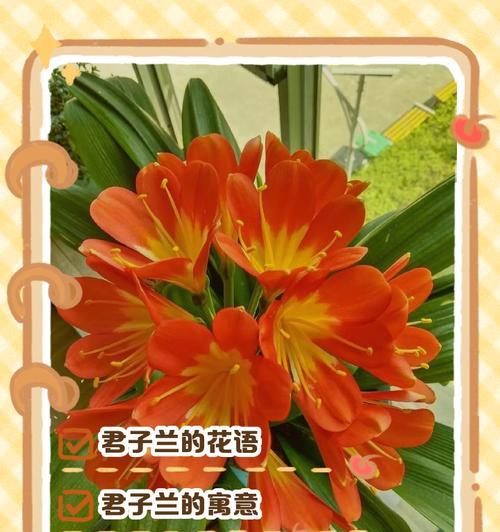 植物有哪些花语？如何了解植物的花语含义？