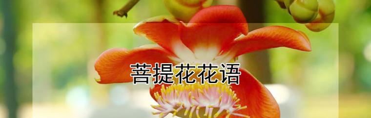 植物有哪些花语？如何了解植物的花语含义？