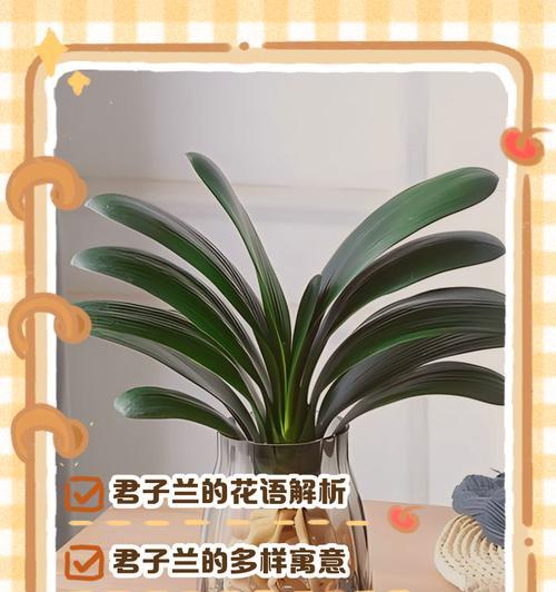 植物有哪些花语？如何了解植物的花语含义？