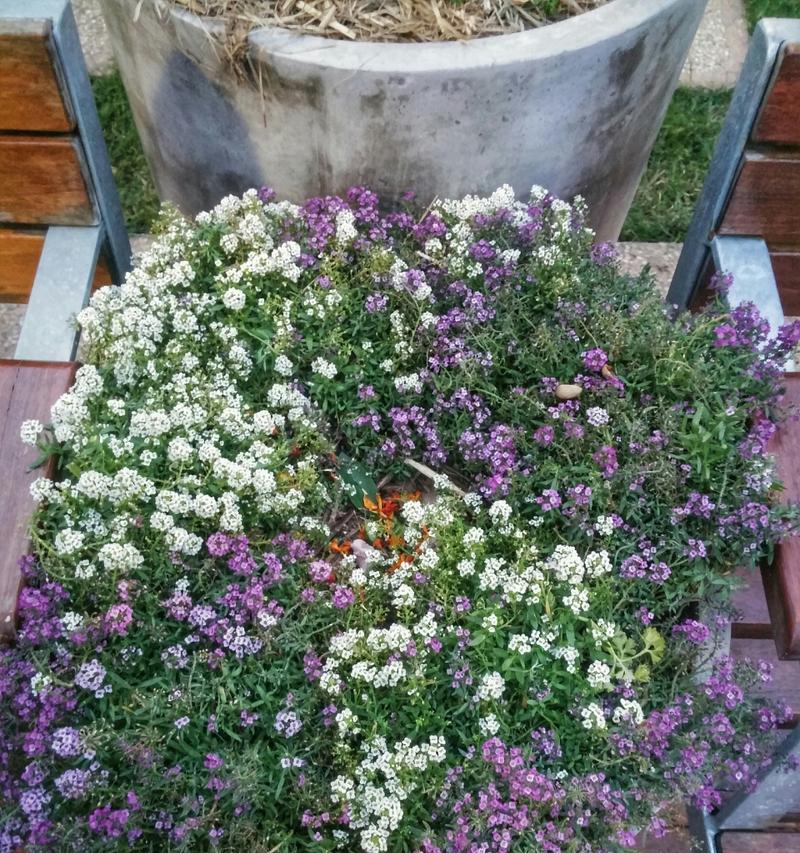 甜味香雪球的花语是什么？香雪球花语有何含义？