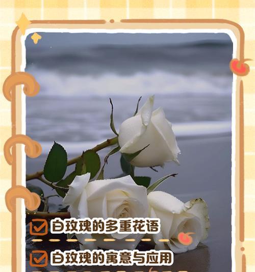 缤纷玫瑰的花语是什么？如何理解玫瑰的花语？